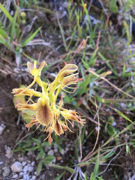 Image of tropical widelip orchid