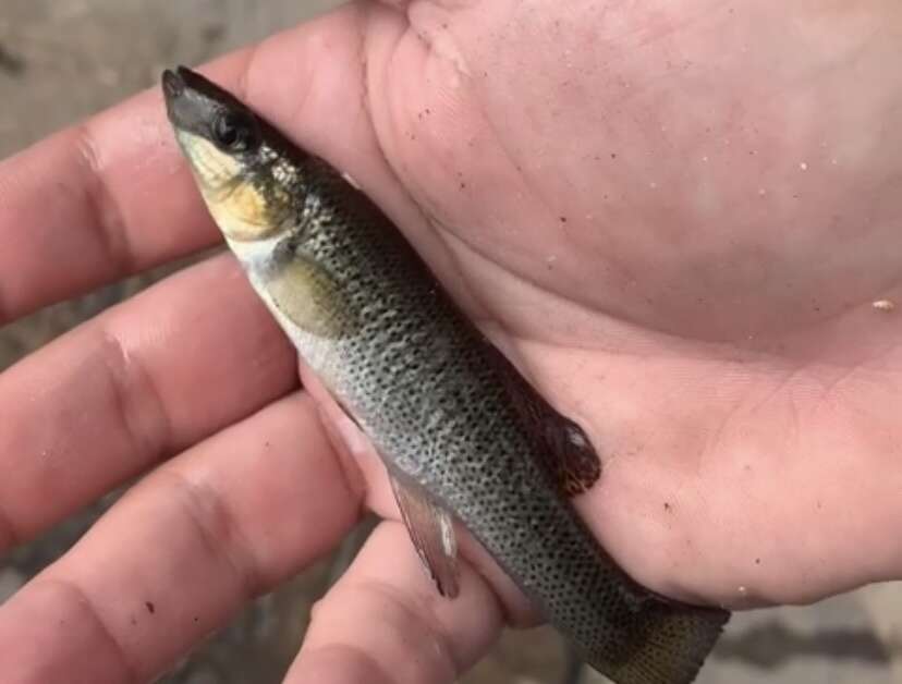 Image of Seminole Killifish