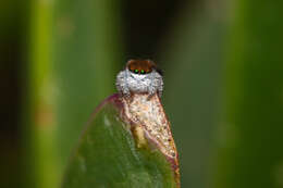 Image of Maratus albus Otto & Hill 2016