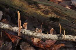 Image of Typhula contorta (Holmsk.) Olariaga 2013