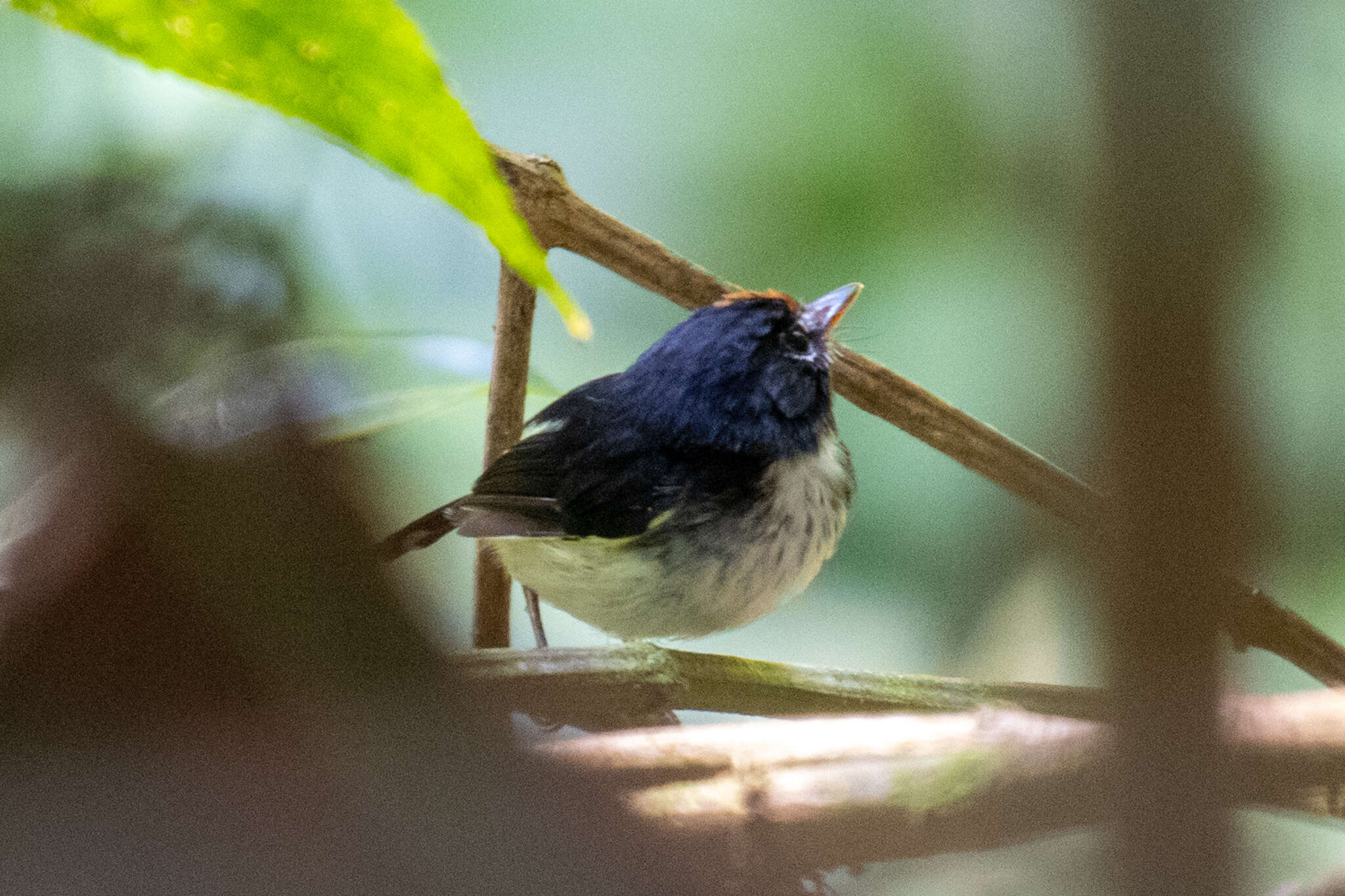 Image of Black-and-white Tody-Flycatcher