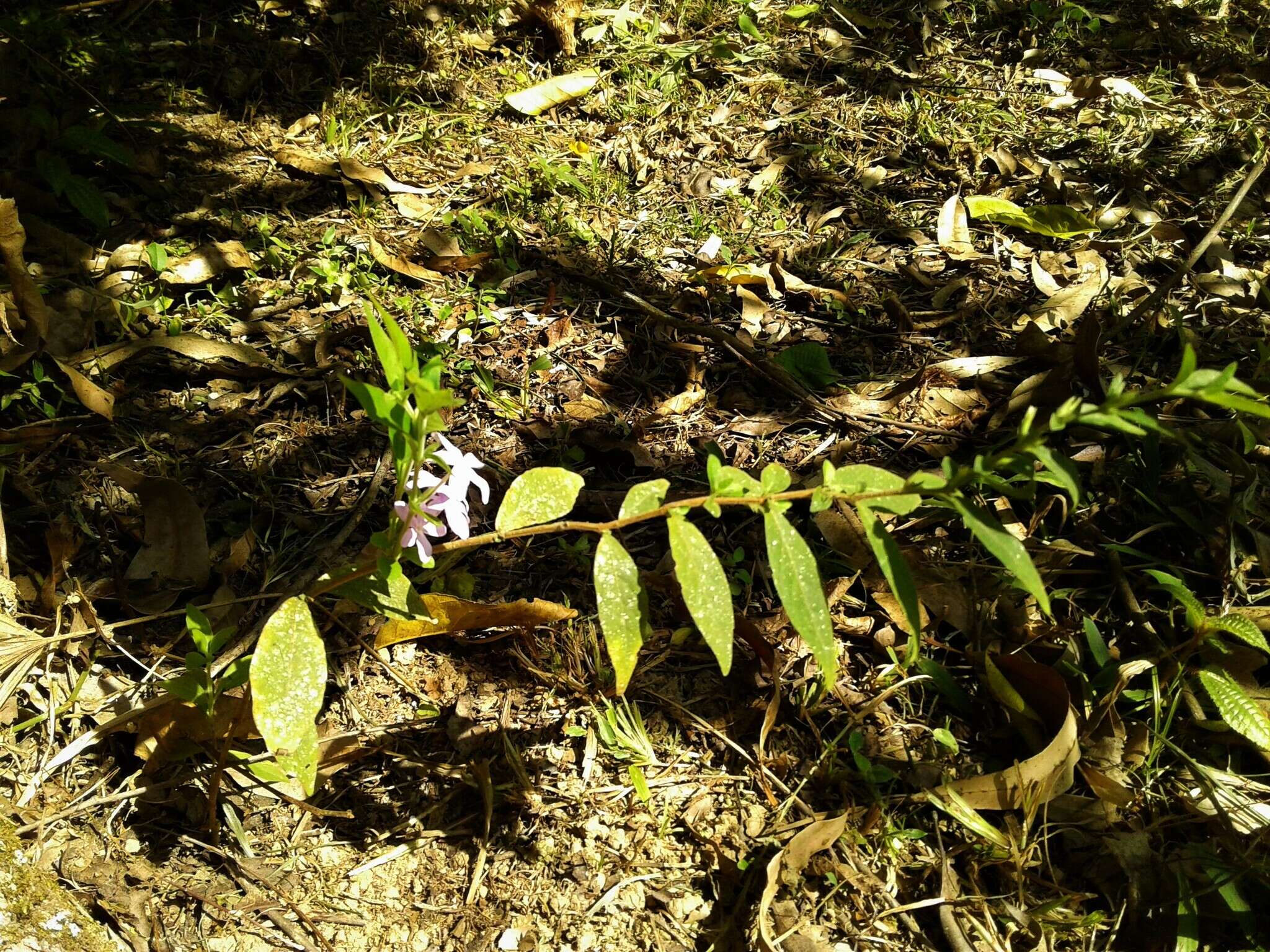 Pseuderanthemum heterophyllum (Nees) Radlk. resmi