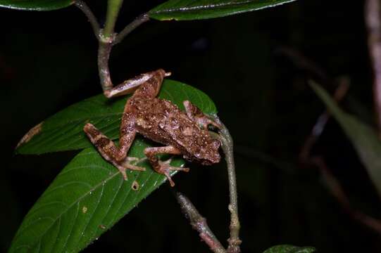 Image of Kadamaian Stream Toad