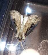 صورة Agrotis volubilis Harvey 1874