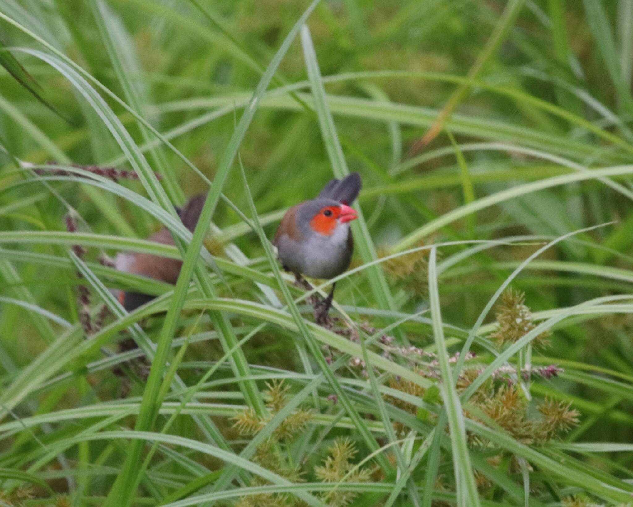 Image of Orange-cheeked Waxbill