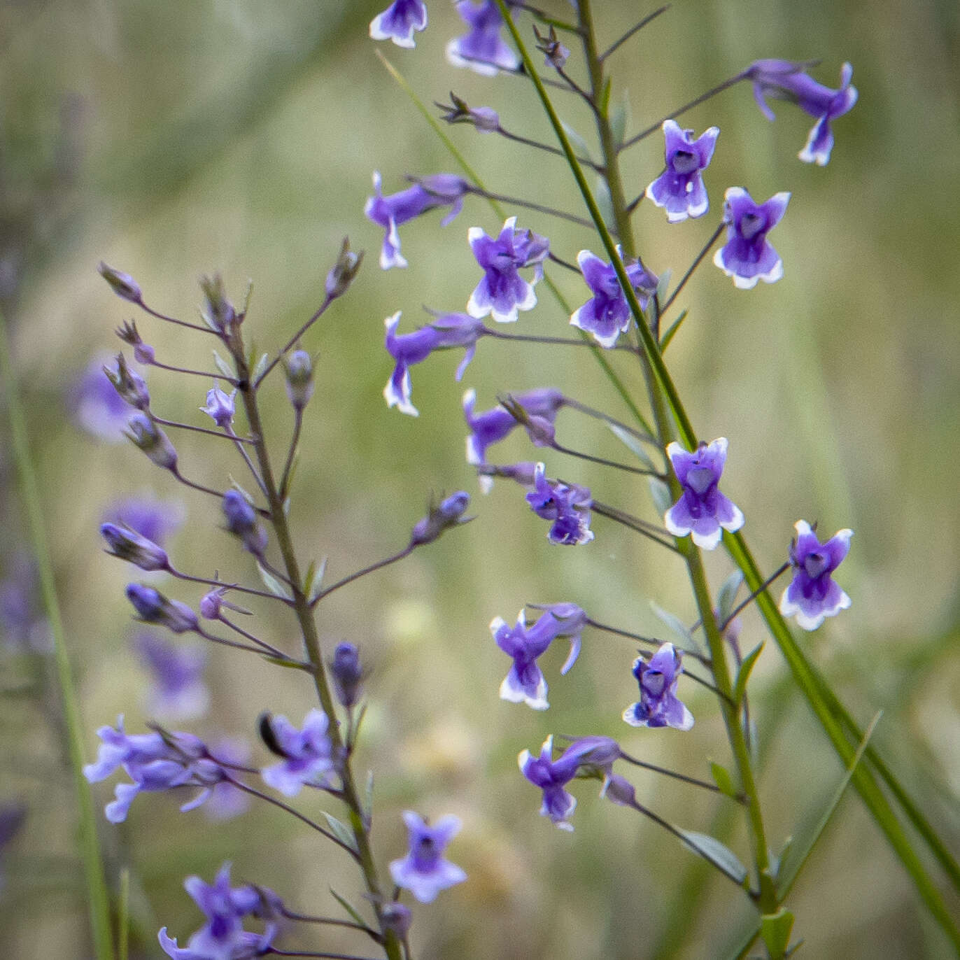 Image de Anarrhinum longipedicellatum R. Fernandes