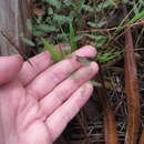 Image of Mimosa quadrivalvis var. angustata (Torr. & A. Gray) Barneby