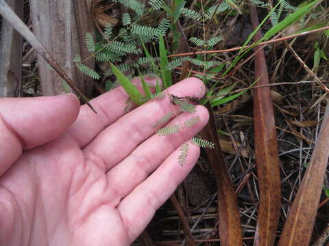 Mimosa quadrivalvis var. angustata (Torr. & A. Gray) Barneby的圖片