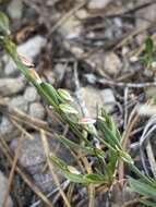 Image de Polygonum douglasii Greene