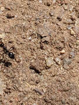 Image of Myrmecocystus mimicus Wheeler 1908