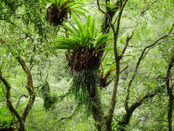 Image of Asplenium antiquum Mak.