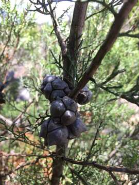 Image of Illawara Mountain Pine