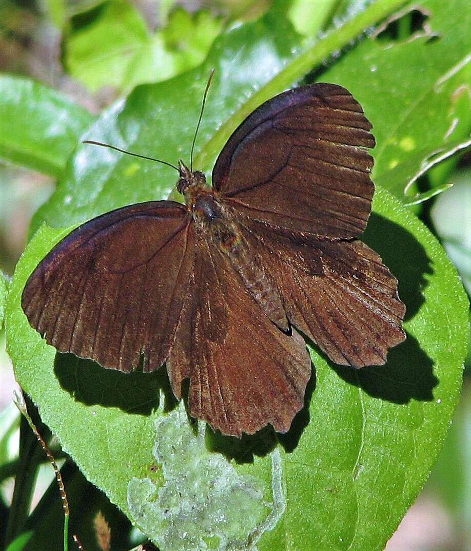 Image of Praepedaliodes phanias Hewitson 1861