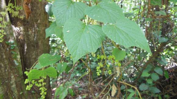 Image of West Indian grape