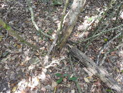 Image of Ripogonum brevifolium Conran & Clifford