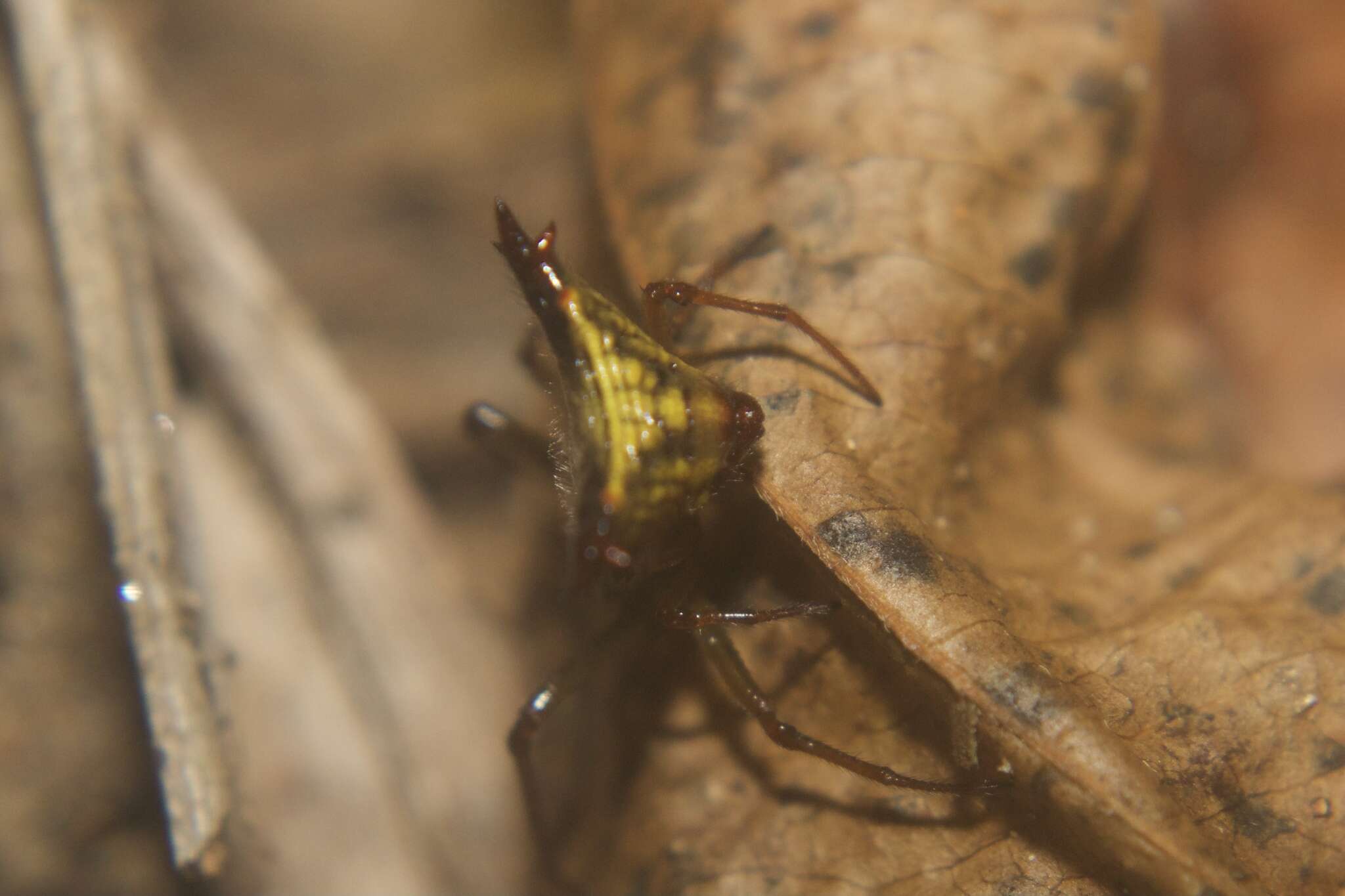 Image of Micrathena triangularis (C. L. Koch 1836)