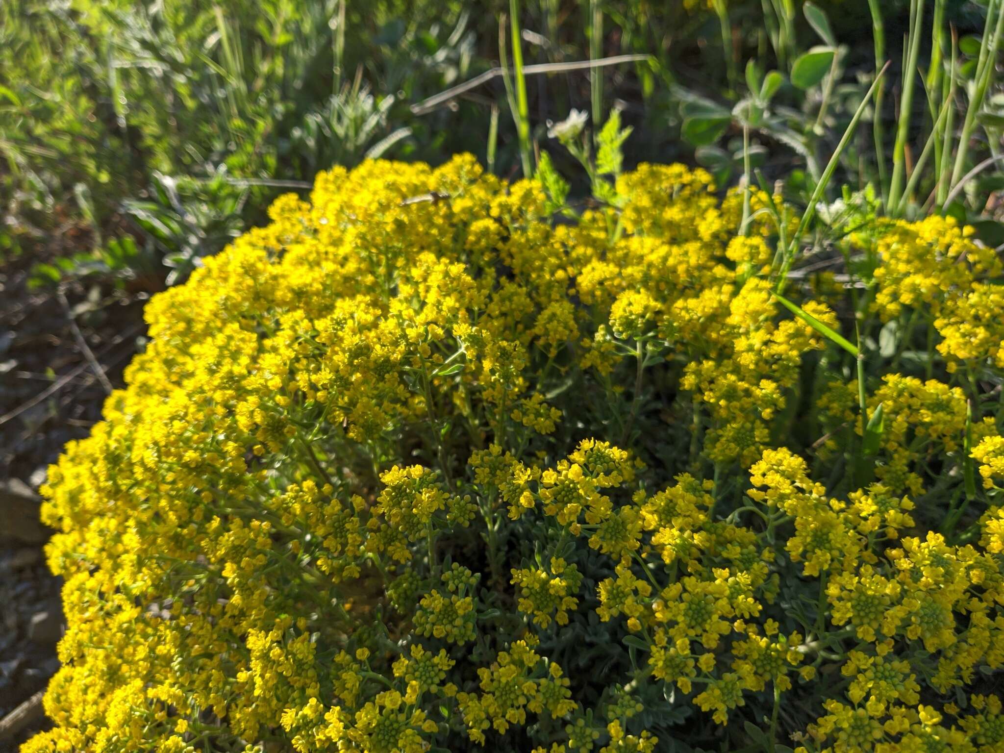 Sivun Alyssum tortuosum Waldst. & Kit. ex Willd. kuva