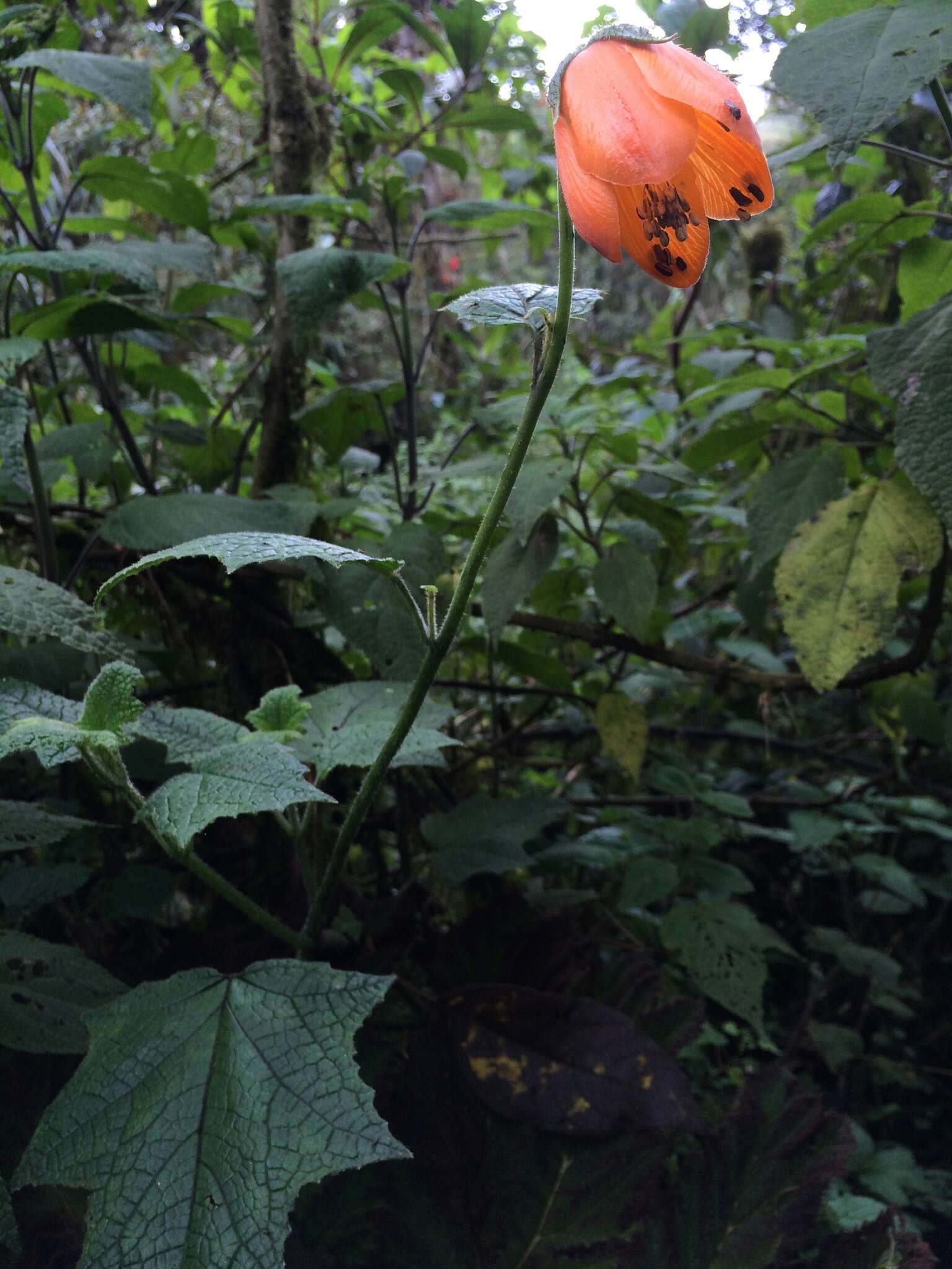 Nasa grandiflora (Lam.) Weigend resmi