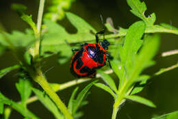 Image of Anchor Stink Bug