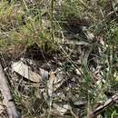 Image of Golden cowslips