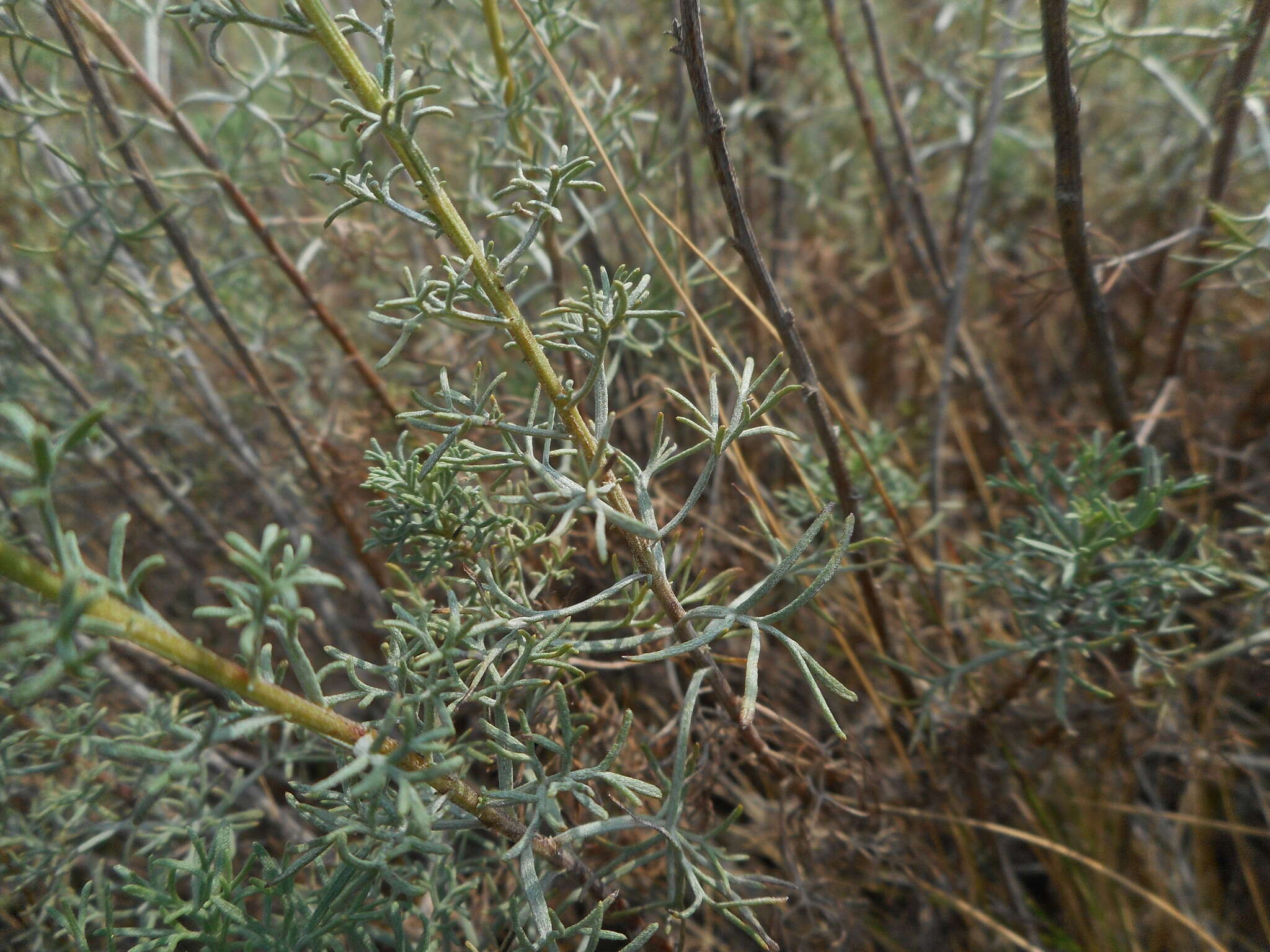 Image of Artemisia alba Turra
