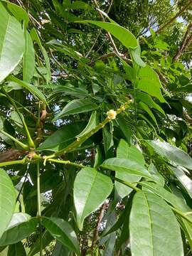 Image of Trichilia glabra L.