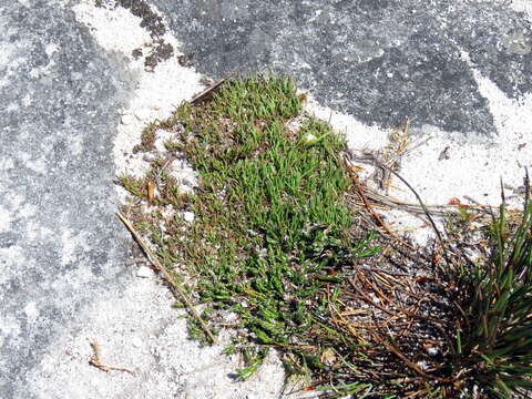 Image of Centella caespitosa Adamson