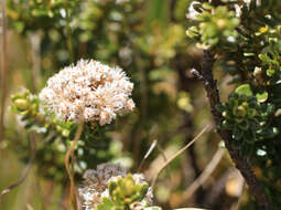 Plancia ëd Cassinia vauvilliersii Hook. fil.