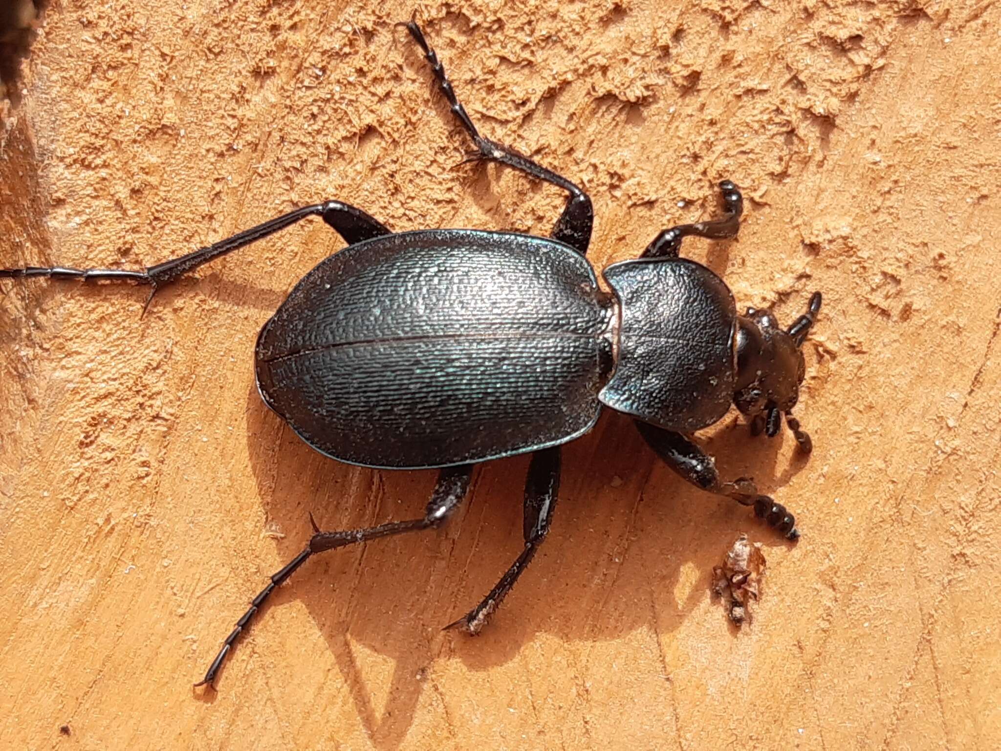 Image of Carabus convexus dilatatus Dejean 1826