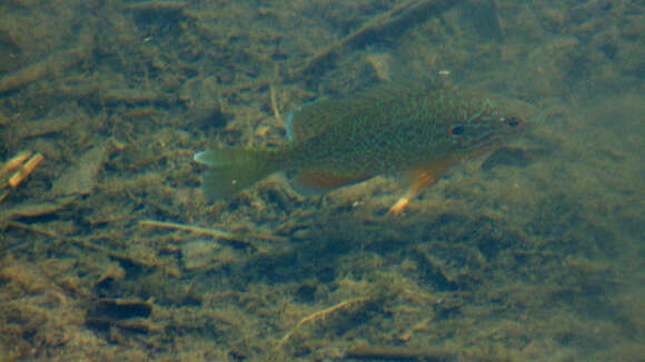 Image of Pumpkinseed