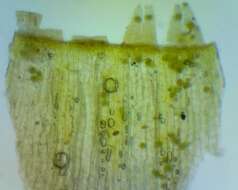 Image of <i>Ulota crispula</i>