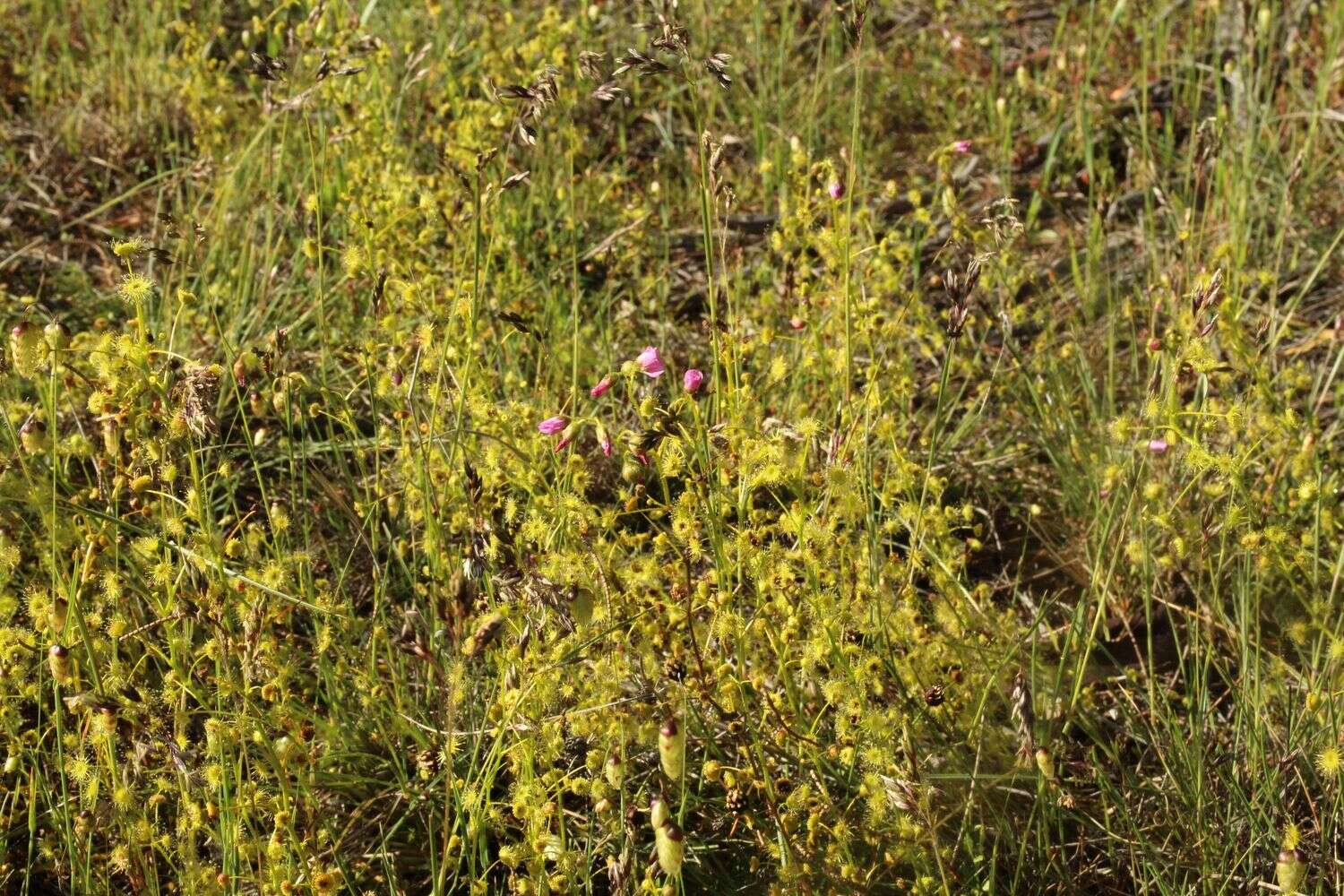 Image of Drosera stricticaulis (Diels) O. H. Sargent