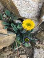 Image of alpine yellow fleabane