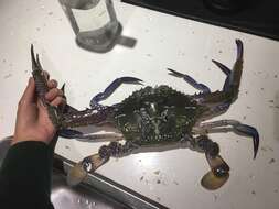 Image of Blue swimmer crab