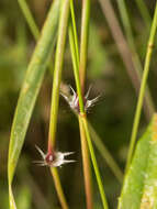 Imagem de Sorghum leiocladum (Hack.) C. E. Hubb.