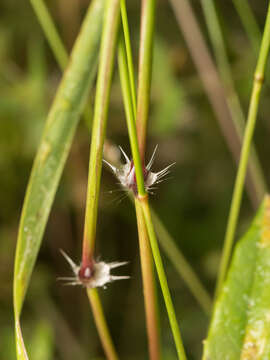 Image of Sorghum leiocladum (Hack.) C. E. Hubb.