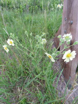 Image of sulphur cinquefoil