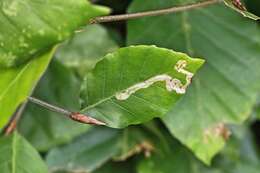 Image of Stigmella tityrella (Stainton 1854) Hering 1957