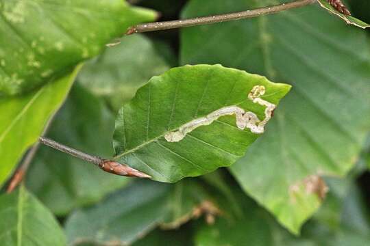 Sivun Stigmella tityrella (Stainton 1854) Hering 1957 kuva