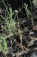 Слика од Papaver pavoninum subsp. ocellatum (Woron) J. W. Kadereit