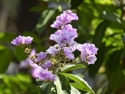 صورة Lagerstroemia speciosa (L.) Pers.