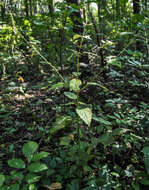 Image of Yellow Giant Hyssop