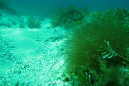 Image of Brush-tailed pipefish