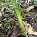 Image of Dianella caerulea var. producta R. J. F. Hend.