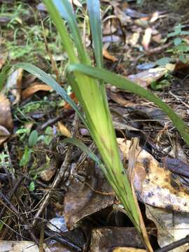 Image of Dianella caerulea var. producta R. J. F. Hend.