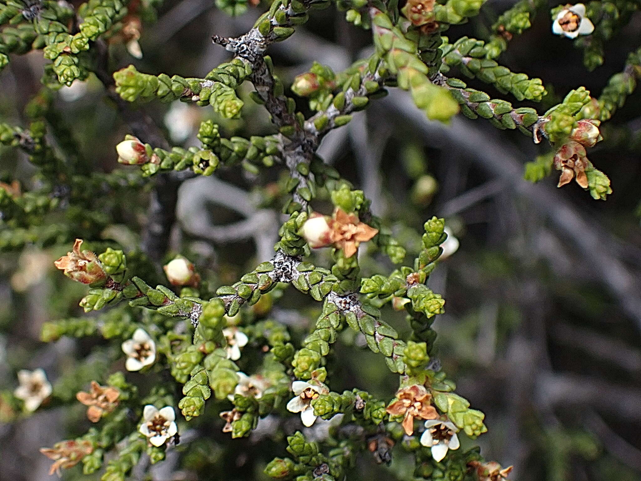 Image of Diosma apetala (Dümmer) I. Williams