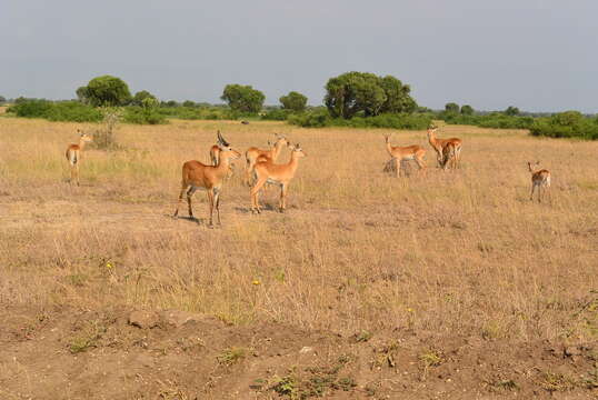 Image of Uganda Kob