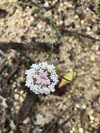 Image of Trachymene incisa Rudge