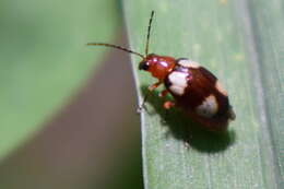 Image of <i>Monolepta signata</i>