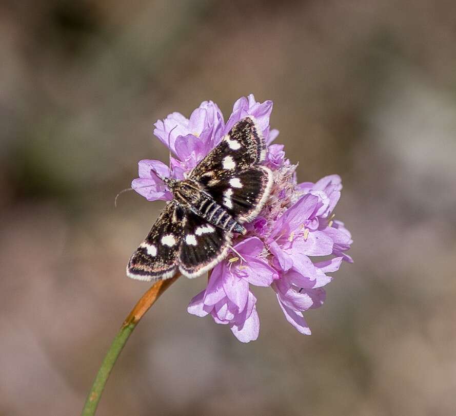 صورة Eurrhypis pollinalis